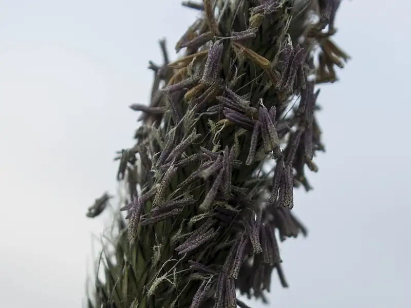 Close-up of seed heads on a blade of grass